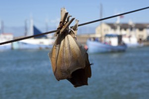 fiskefestival