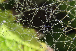 Featured images web